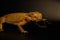 The Central Bearded Dragon Pogona vitticeps is calm lizzard often in human care.