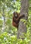 Central Bornean orangutan Pongo pygmaeus wurmbii on the tree in natural habitat. Wild nature in Tropical Rainforest of Borneo.