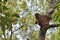 Central Bornean orangutan Pongo pygmaeus wurmbii on the tree in natural habitat. Wild nature in Tropical Rainforest of Borneo.