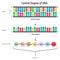 The Central Dogma of DNA