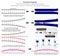 Central Dogma Molecular Biology Infographic Diagram