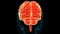 Central Organ of Human Nervous System brain Anatomy Animation Concept