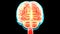 Central Organ of Human Nervous System brain Anatomy Animation Concept