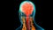 Central Organ of Human Nervous System Brain Anatomy Animation Concept