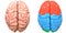 Central Organ of Human Nervous System Brain Lobes Anatomy Superior View