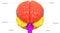 Central Organ of Human Nervous System Brain Lobes with Detailed Labels Anatomy