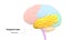 Central Organ of Human Nervous System Brain Lobes Temporal Lobe Anatomy