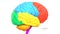 Central Organ of Human Nervous System Brain Lobes Temporal lobe Anatomy