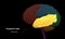Central Organ of Human Nervous System Brain Lobes Temporal Lobe Anatomy