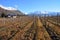 Central Otago Vineyard, New Zealand