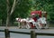 Central Park Carriage Ride New York USA