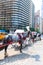 Central Park horse carriage rides in New York