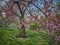 Central Park, New York City with Japanese Cherry trees