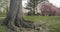 Central Park, New York City with Japanese Cherry trees