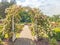 Central Park Rose Garden arch trellis, brick walkway