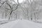 Central Park in the snow after snowstorm, New York City