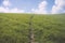 Central path made through grass hillside