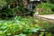 A central pond in Royal Botanical Gardens with lotus flowers in blossom. Sydney, Australia