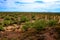 Central Sonora Desert Arizona