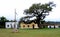 Central square of a rural village with a centennial tree, old adobe houses and the national flag