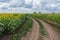 Central Ukrainian rural landscape