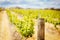 Central Victorian Vineyard in Spring