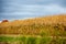 Central Wisconsin field corn crop that is ready for harvest in October