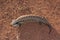 Centralian Blue-tongue Lizard