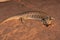 Centralian Blue-tongue Lizard