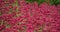 Centranthus ruber called red valerian