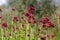 Centranthus ruber flowering plant, bright red pink flowers in bloom, green stem and leaves, ornamental flower