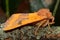 Centre-barred sallow moth (Atethmia centrago) in profile