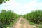 A centre path in sugarcane field