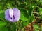 Centrosema pubescens Benth. or Butterfly pea.