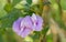 Centrosema pubescens Benth. or Butterfly pea.