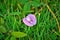 Centrosema pubescens with flower on grass