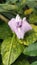 Centrosema virginianum flower, butterfly pea plant