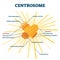 Centrosome organelle medical vector illustration diagram