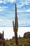 Centuries-old Giant Cactus on the Isla Incahuasi, a Rocky Outcrop in the Middle of Uyuni Salt Flats in Bolivia, South America