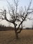 The centuries-old jujube trees in the Luohe River Strong life