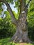 Centuries old oak in Prahova County , Romania