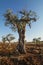Centuries old olive tree