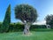Centuries-old olive tree on a green lawn, blue sky and hedge as background.