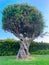 Centuries-old olive tree on a green lawn, blue sky and hedge as background