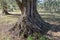 Centuries-old olive tree trunk, Puglia, Italy