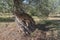 Centuries-old olive tree trunk, Puglia, Italy