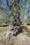 Centuries-old olive tree trunk, Puglia, Italy