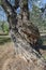 Centuries-old olive tree trunk, Puglia, Italy