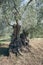 Centuries-old olive tree trunk, Puglia, Italy