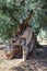 Centuries-old olive tree trunk, Puglia, Italy